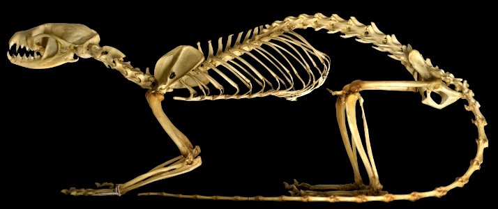 Genetta genetta skeleton - Museu da Ciência da Universidade de Coimbra - University of Coimbra - Coimbra, Portugal - (black background)