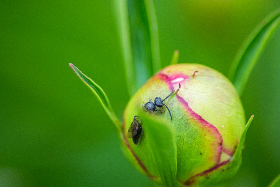 Insect wildlife bug
