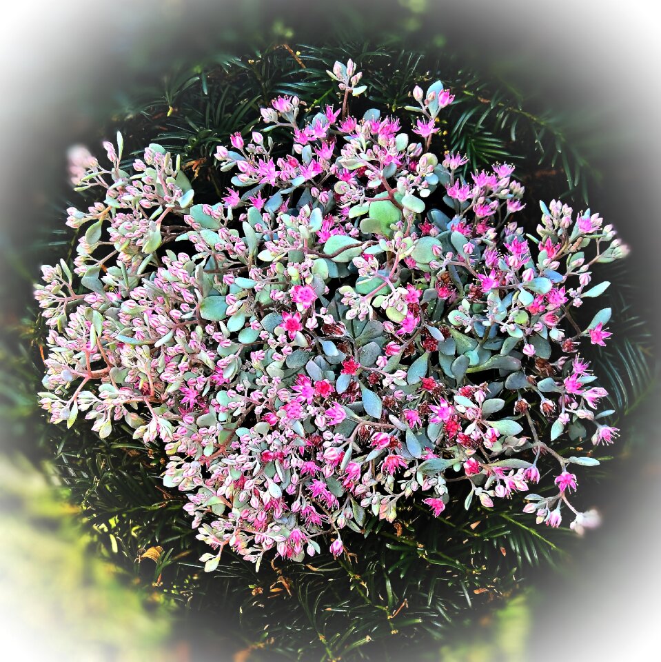 Light pink to reddish flowering round light green leaves ornamental plant