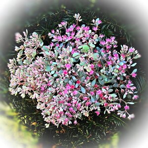 Light pink to reddish flowering round light green leaves ornamental plant