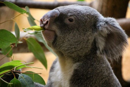 Lazy australia zoo photo