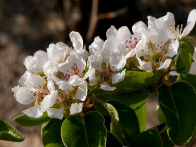 Gellerts Butterbirne Freilichtmuseum Roscheider Hof Blüten H1