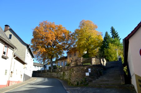 Gemünden, Bäume an der alten Schule