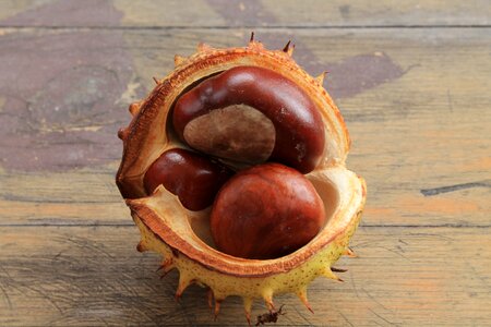Brown buckeye open chestnut
