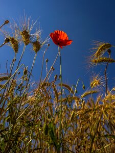 Poppy flower field summer photo