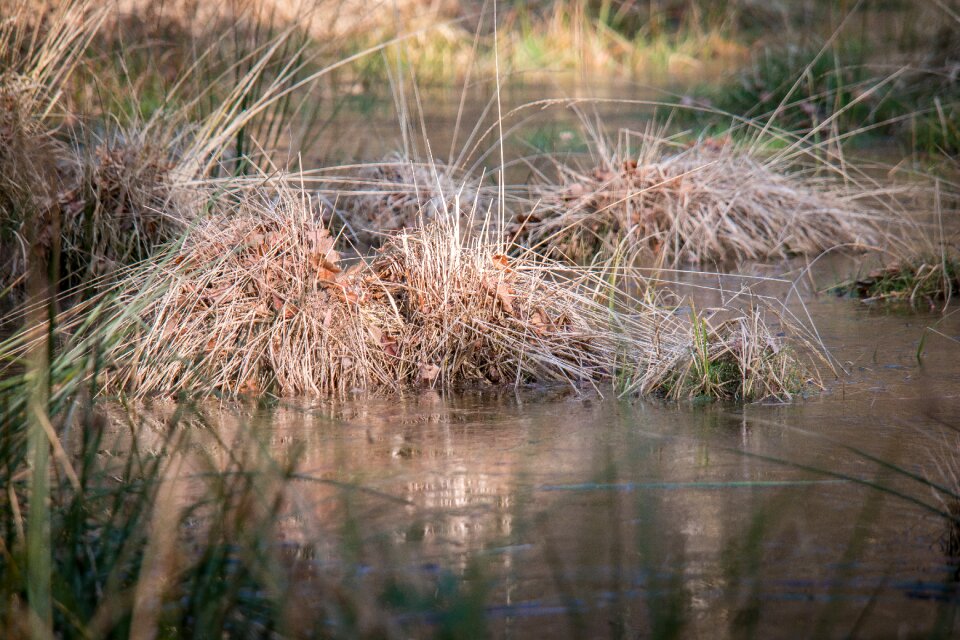 Swamp grasses wetland