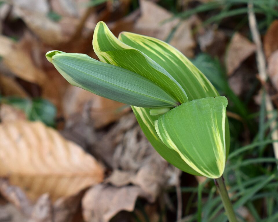 Sprout spring wild