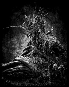 Tree trunk composite gray tree photo