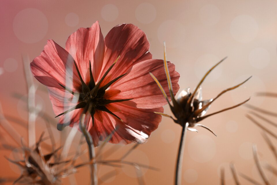 Grasses sky blossom