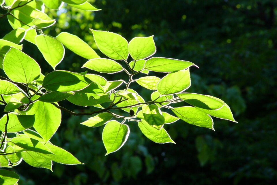 Beech ash sunlight