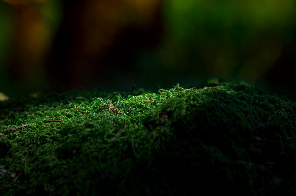 Forest floor nature light and shadow