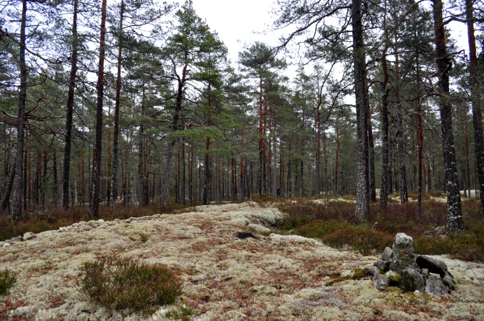Häll - Varglyans naturreservat