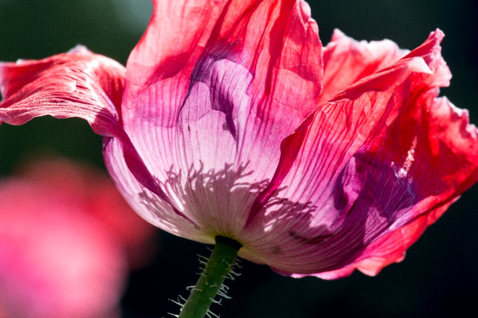Bloom poppy flower red