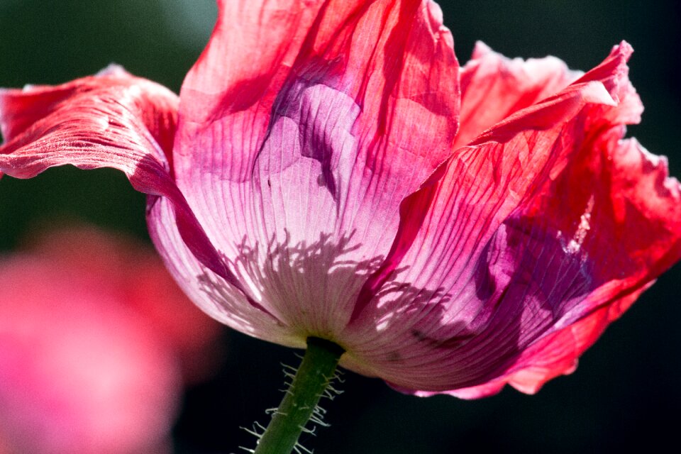 Bloom poppy flower red photo