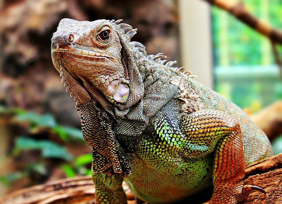 Lizard animal dragon