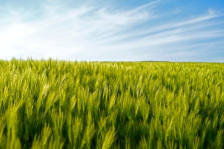 Epi agriculture cereals