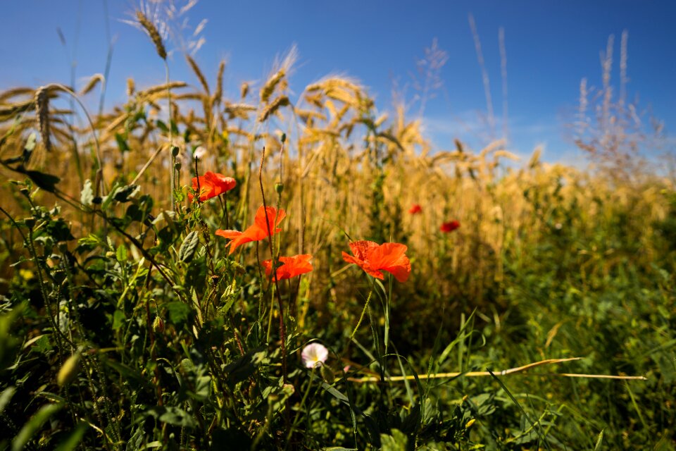 Poppy flower field summer