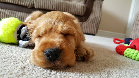 Cute puppy brown dog