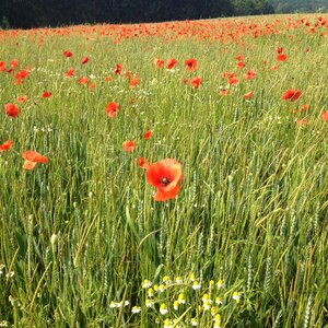 Poppies meadow klatschmohnfeld