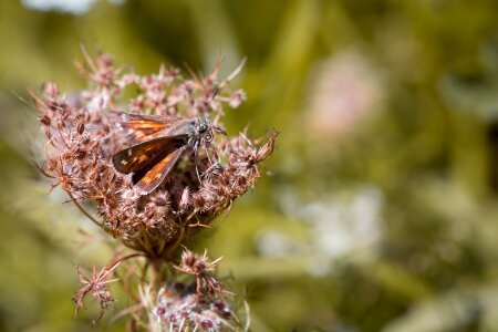 Nature flight insect summer photo