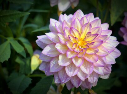 Bloom late summer garden