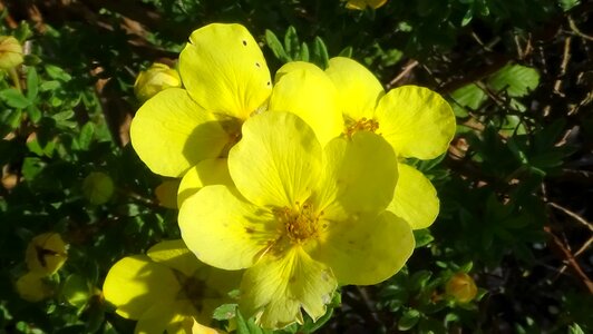 Blossom summer flowering shrub