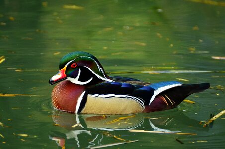 Water bird duck bird ornamental duck