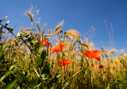 Poppy flower field summer