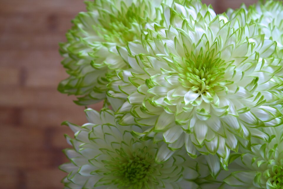Spring garden plant