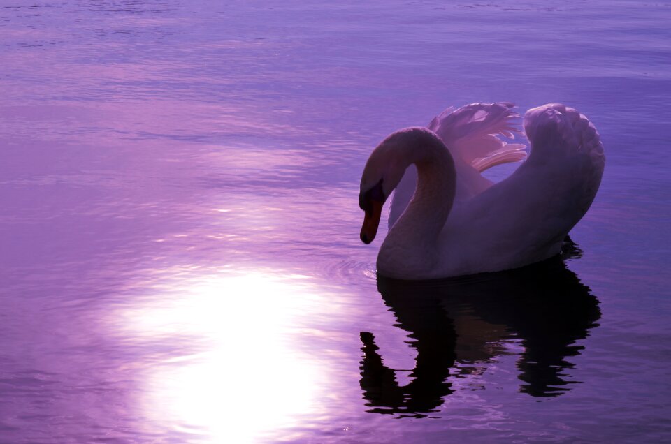 Water pond majestic