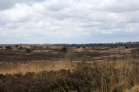 Vierhouten heide veluwe