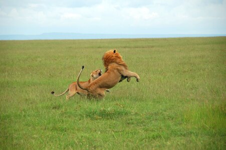 Rest wild as the africa photo