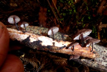 Gymnopus ceraceicola2 by Peter de Lange