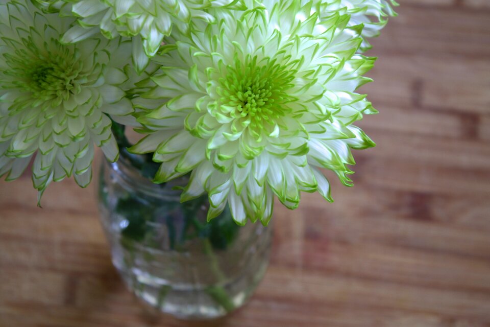 Spring garden plant