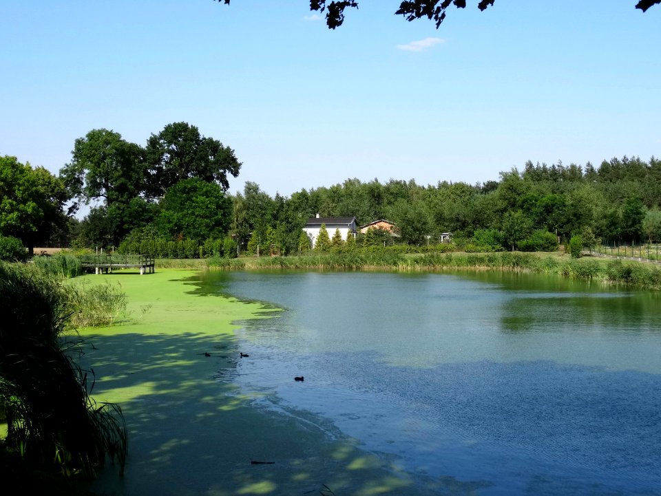 Gzin staw 1 8-2015