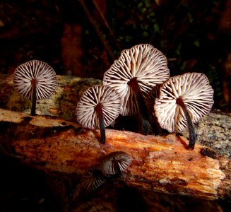 Gymnopus ceraceicola3 by Peter de Lange