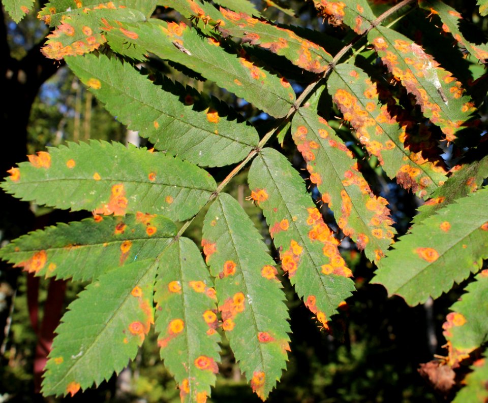 Gymnosporangium cornutum Simo 20120825 01