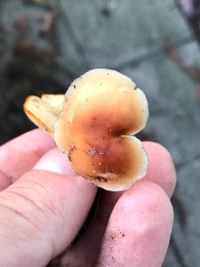 Gymnopus dryophilus 29170209