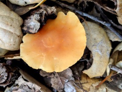Gymnopus dryophilus 29594270
