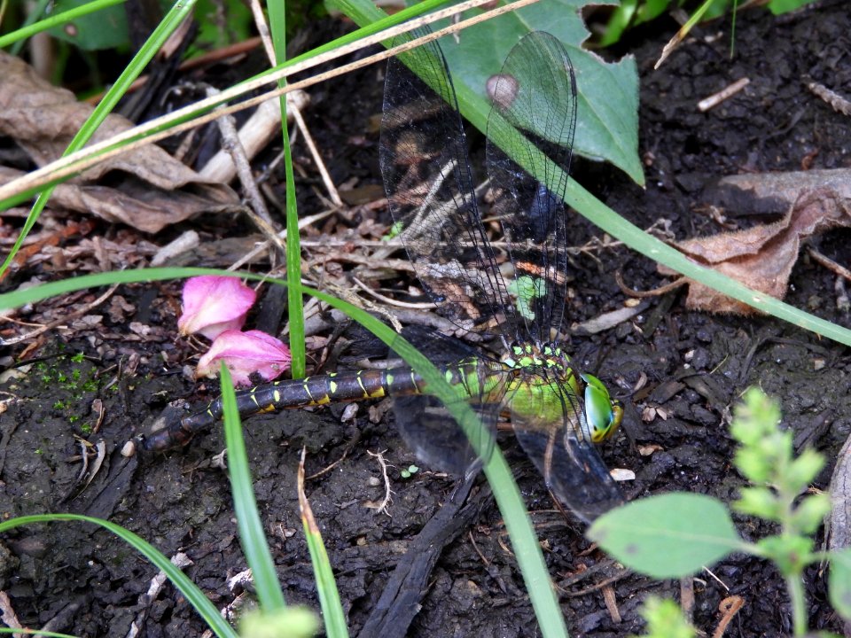 Gynacantha japonica(Female,Japan,2017.09.19,b)