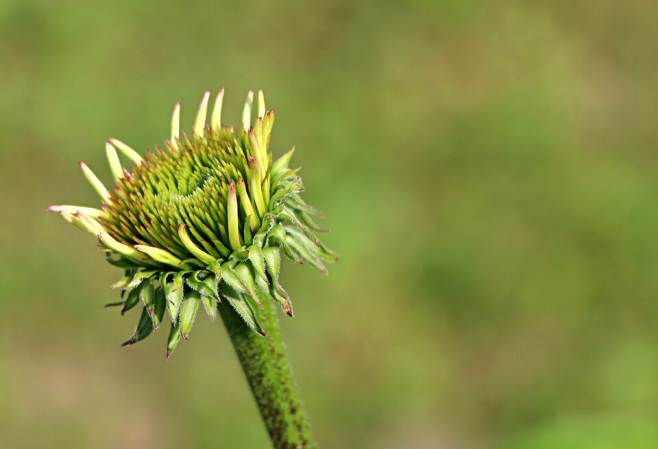 Background echinacea barb