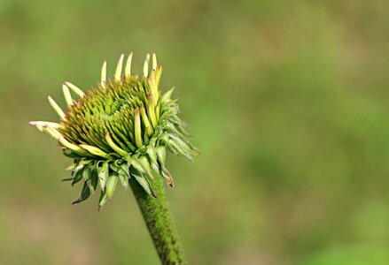 Background echinacea barb
