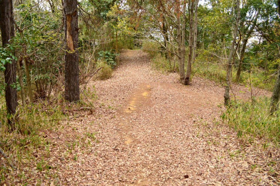 Gyojazuka Kofun, zenpoubu