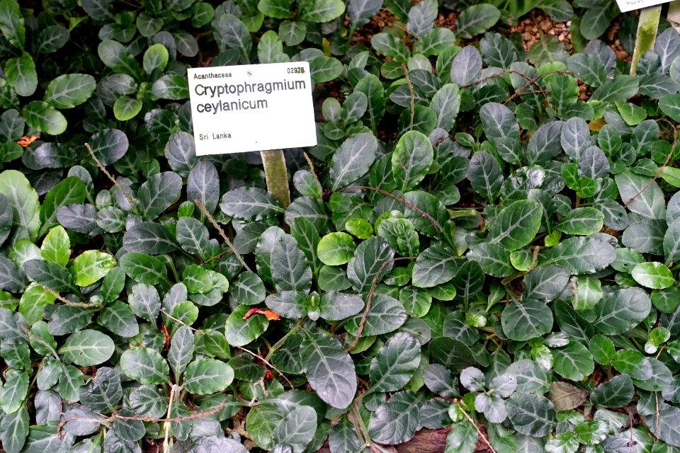 Gymnostachyum ceylanicum (Cryptophragmium ceylanicum) - Flora park - Cologne, Germany - DSC00607