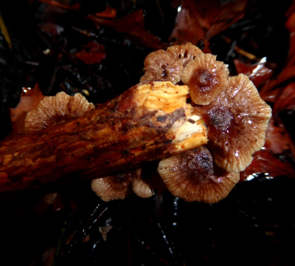 Gymnopus imbricatus 8644771
