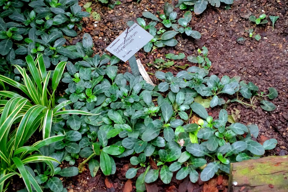 Gymnostachyum ceylanicum - Flora park - Cologne, Germany - DSC00703