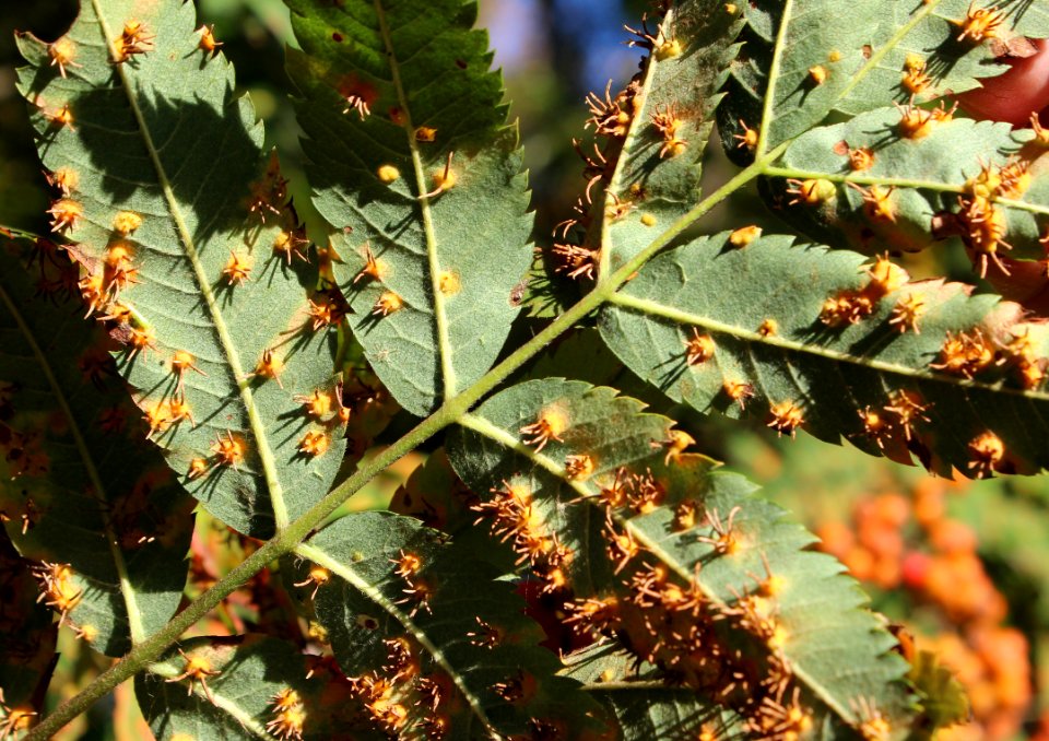 Gymnosporangium cornutum Simo 20120825 02