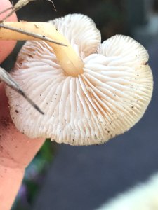 Gymnopus dryophilus 29170205