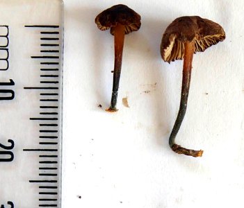 Gymnopus ceraceicola 8657461