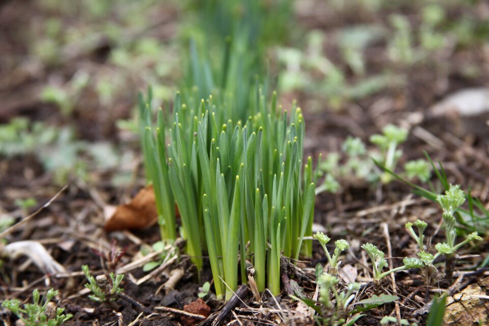 Macro green grass greens